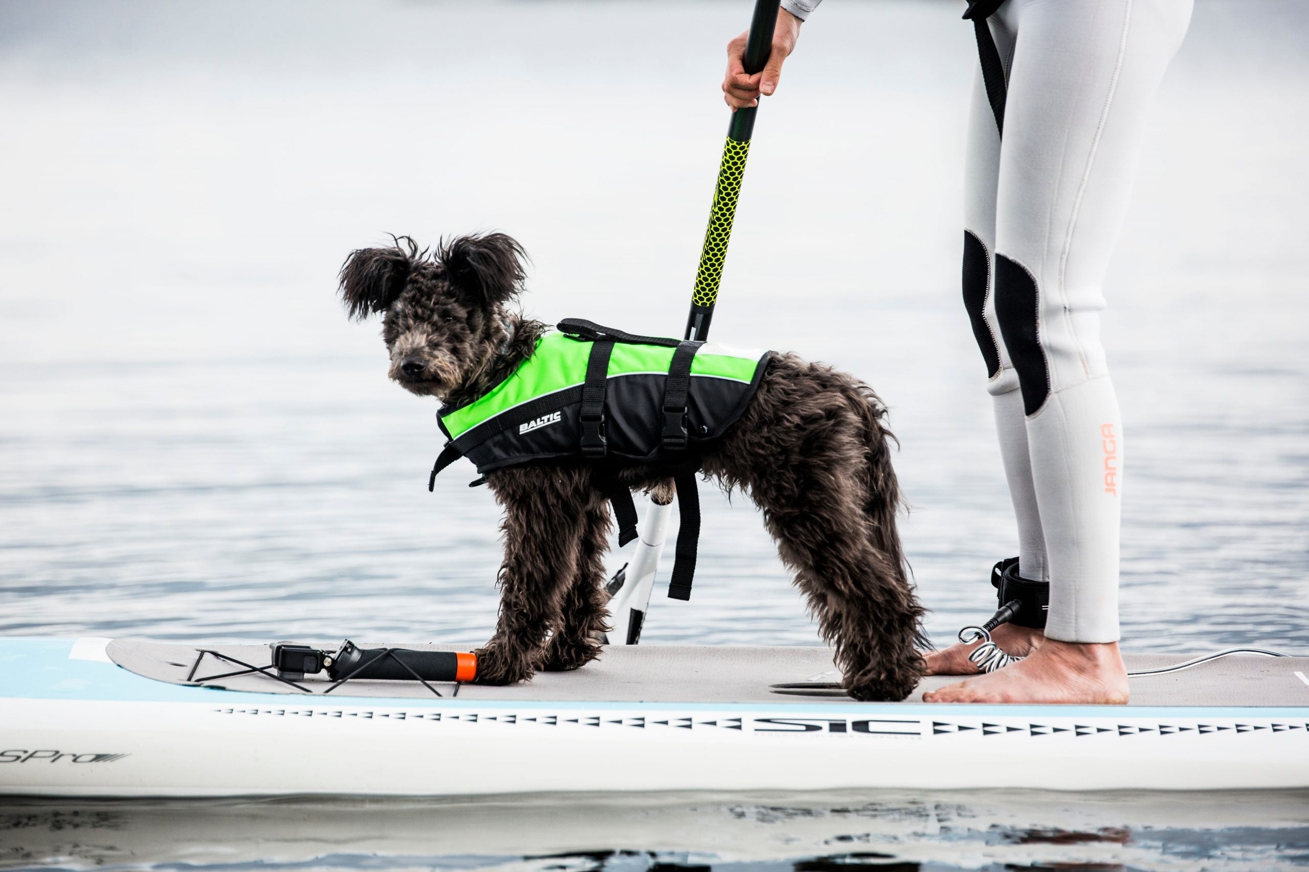 Dog wearing a buoyancy aid